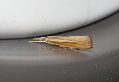 Agriphila selasella
