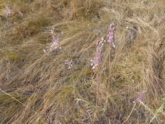 Allium praescissum