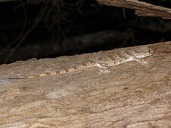 Blaesodactylus antongilensis