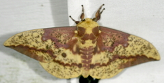 Eacles imperialis pini