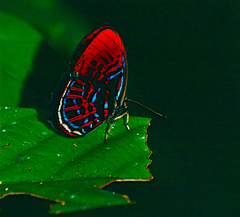 Paralaxita orphna
