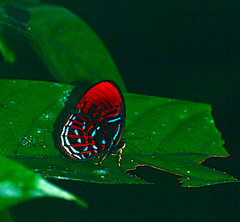 Paralaxita orphna