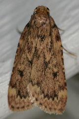 Aglossa