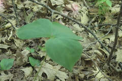 Trillium cernuum