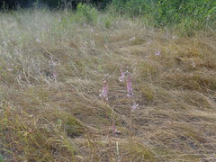 Allium praescissum