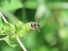 Megachile inermis