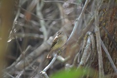 Cnemotriccus fuscatus