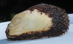 Barbatia obliquata