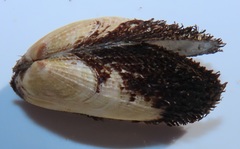 Barbatia obliquata