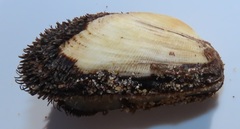 Barbatia obliquata