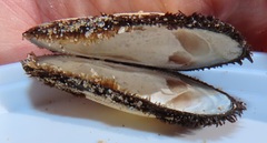 Barbatia obliquata