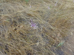 Allium praescissum