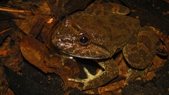 Khorat Big-Mouthed Frog photo 1