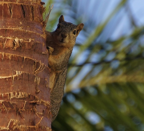 photo of Fox Squirrel (Sciurus niger)