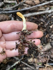 Trichoderma leucopus