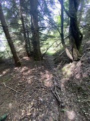 Trichoderma leucopus