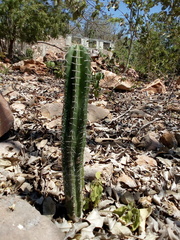 Stenocereus laevigatus