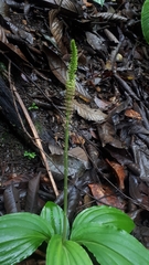 Malaxidinae