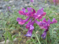 Vicia alpestris