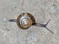 Macrochlamys hippocastaneum