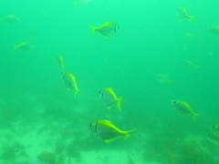 Schuettea scalaripinnis