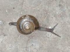 Macrochlamys hippocastaneum