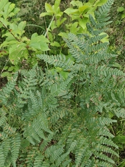 Pteridium pinetorum