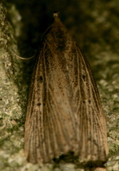 Macrochilo orciferalis