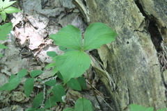 Trillium cernuum