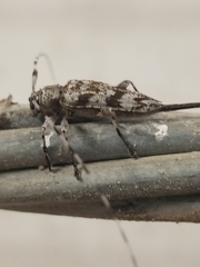 Acanthocinus obsoletus