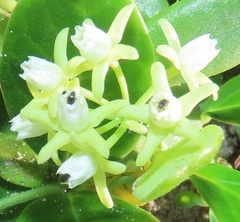 Cynanchum natalitium