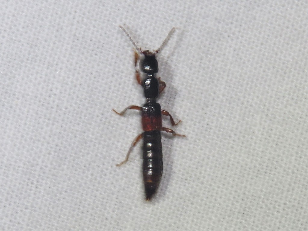 Lathrobium geminum