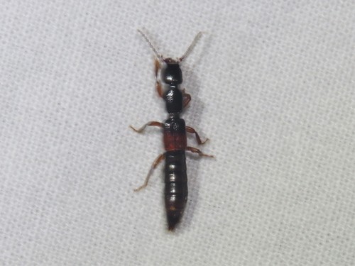 Lathrobium geminum