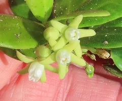 Cynanchum natalitium