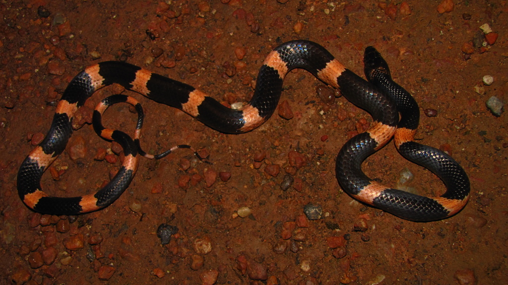 Gibson's Wolf Snake