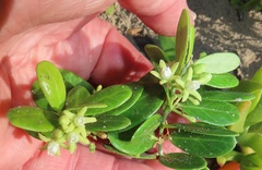 Cynanchum natalitium