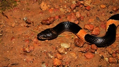 Gibson's Wolf Snake photo 2