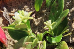 Cynanchum natalitium