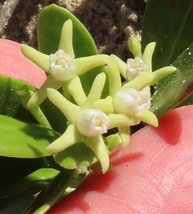 Cynanchum natalitium