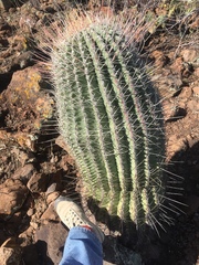 Ferocactus emoryi rectispinus