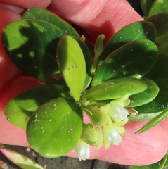 Cynanchum natalitium