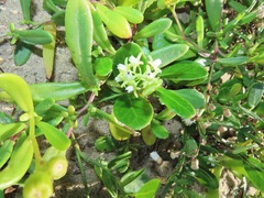 Cynanchum natalitium