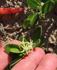 Cynanchum natalitium