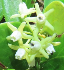 Cynanchum natalitium