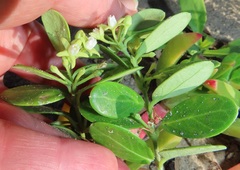 Cynanchum natalitium