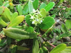 Cynanchum natalitium