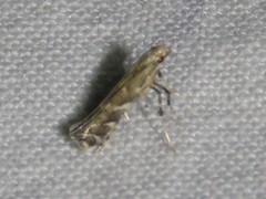 Leucospilapteryx venustella