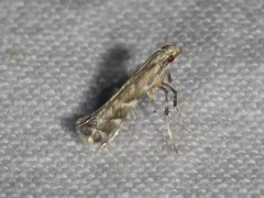 Leucospilapteryx venustella