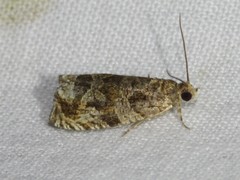 Celypha