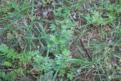Potentilla supina